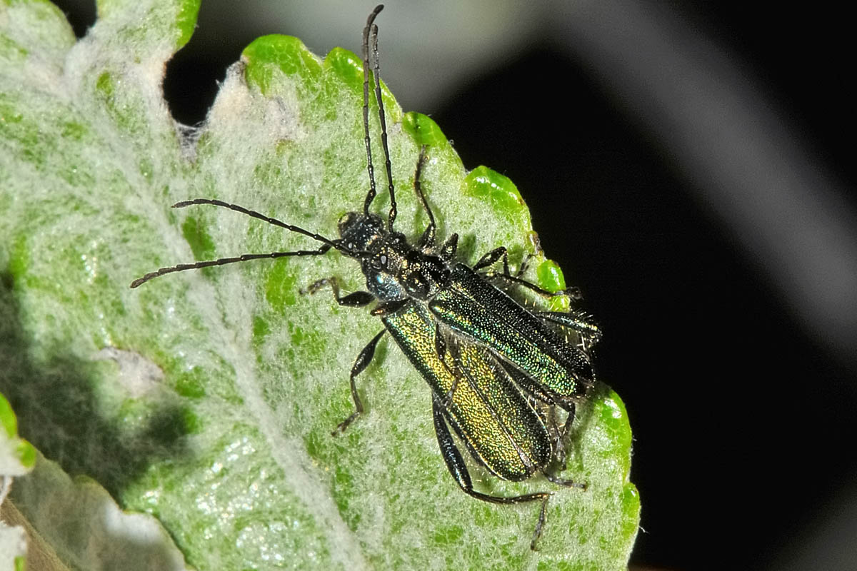 Cerambycidae:  Callimus abdominalis (e Callimus angulatus)